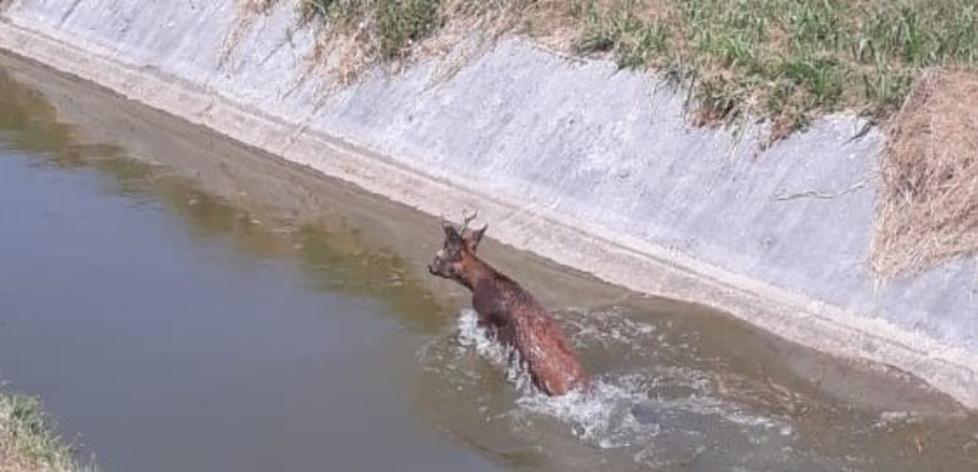 Daino intrappolato, lo salvano i pompieri