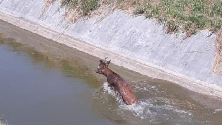 Daino intrappolato, lo salvano i pompieri