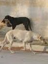 Animali domestici da mercoledì online la banca dati regionale