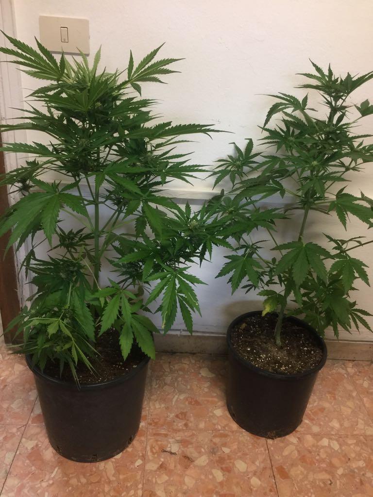 Coltivava droga in casa dei genitori, denunciato