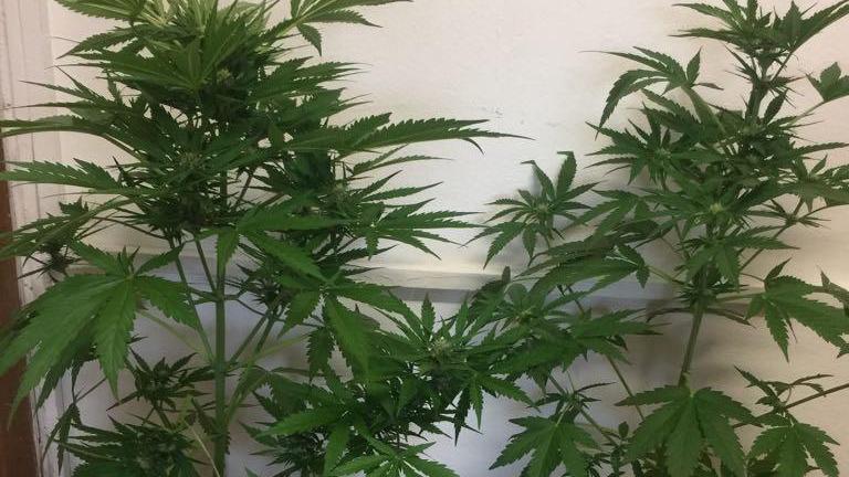 Coltivava droga in casa dei genitori, denunciato
