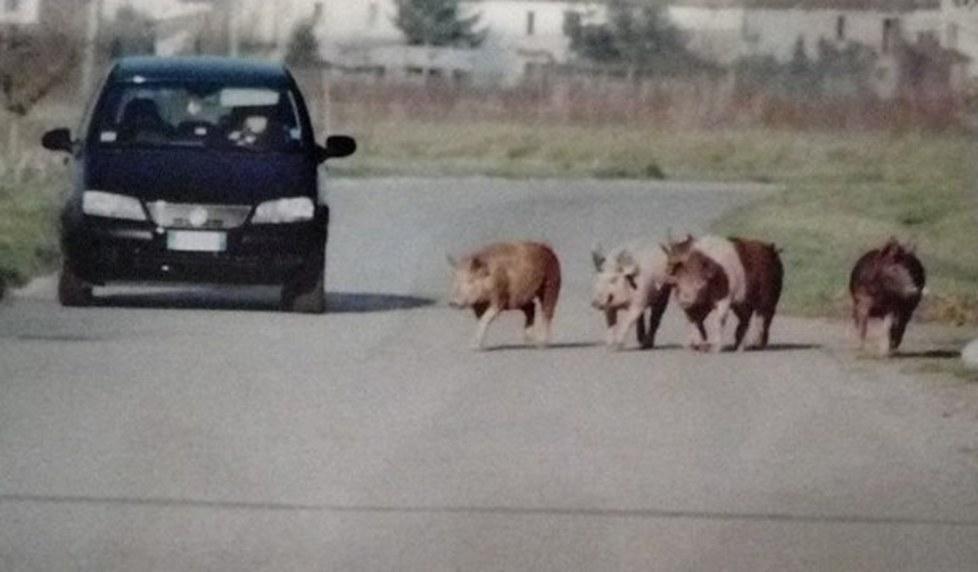 Maiali a spasso nella strada Via Cerro si ribella: «Basta» 