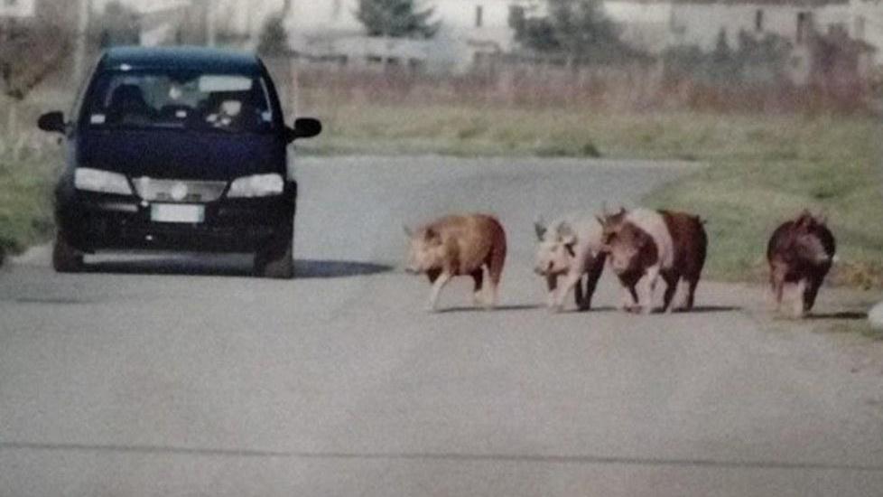 Maiali a spasso nella strada Via Cerro si ribella: «Basta»