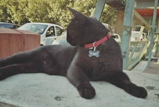 Ezio, il gatto girellone avrà una targa in memoria 