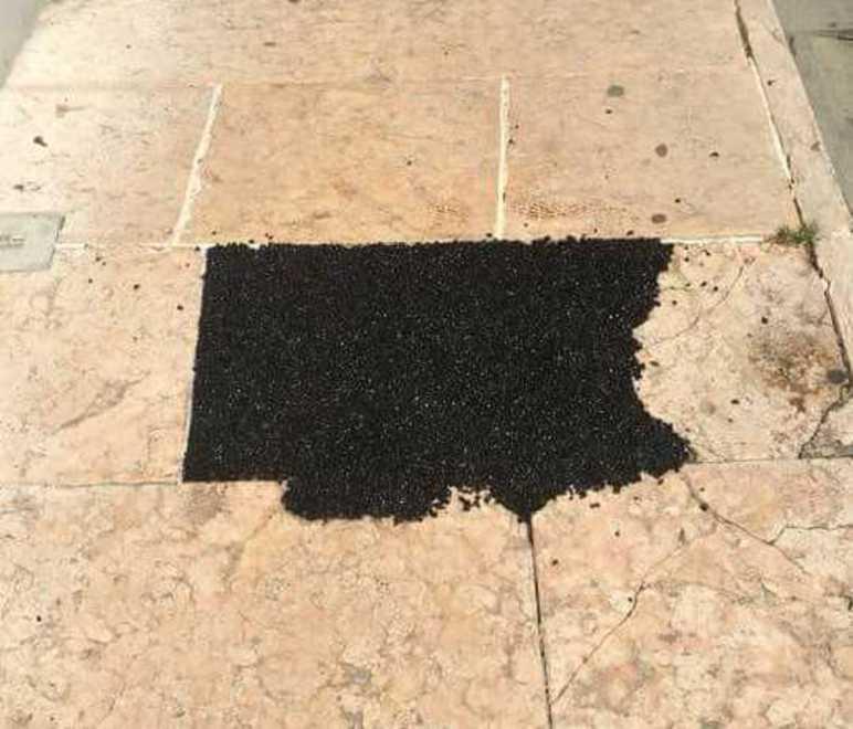 Mirandola. Bitume sui marmi del centro