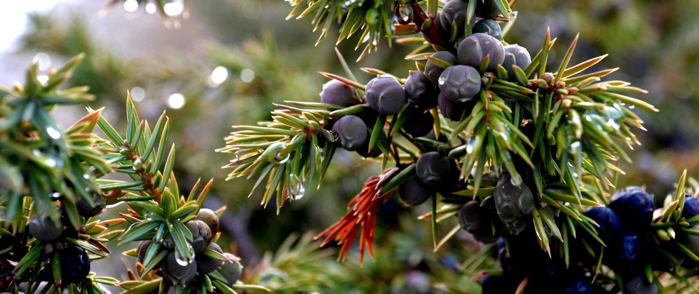 Nella natura i segreti delle antiche Janas 