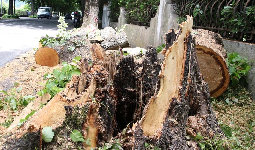 Albero crolla sul viale Apua 