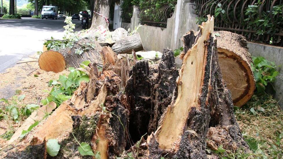 Albero crolla sul viale Apua