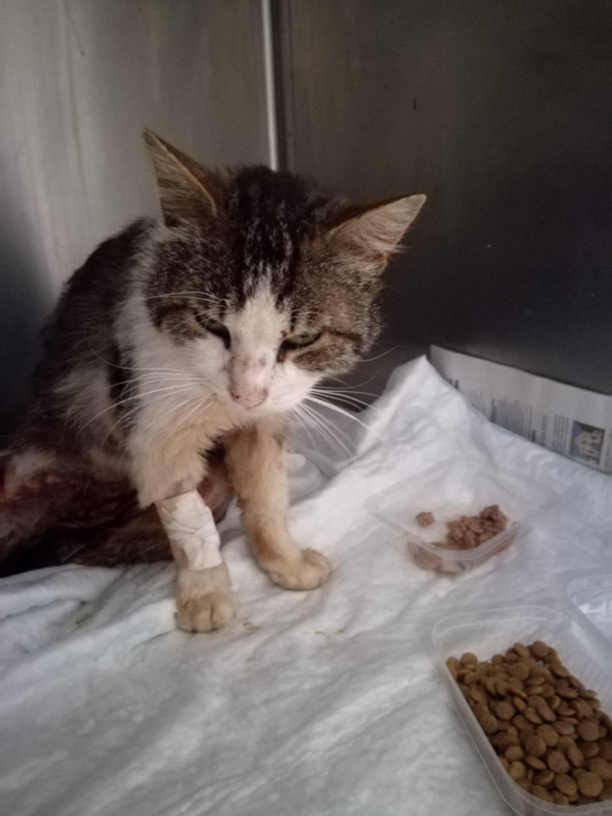 Spara e ferisce il gattino, "l'animale resterà paralizzato"