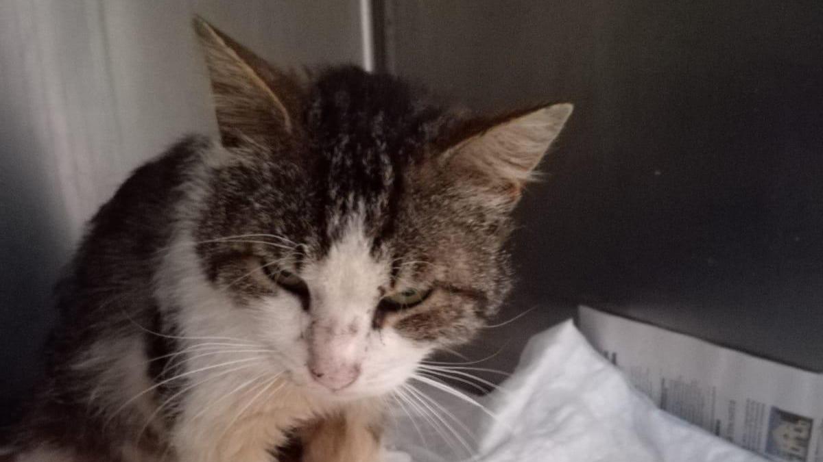 Spara e ferisce il gattino, "l'animale resterà paralizzato"