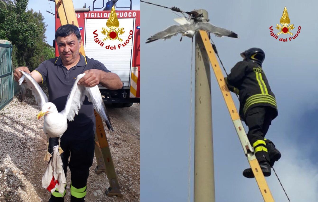 Legano una bandiera alla zampa di un gabbiano e rischiano di ucciderlo