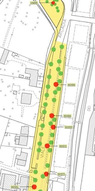 Saranno abbattuti 17 lecci di viale Arcadia 