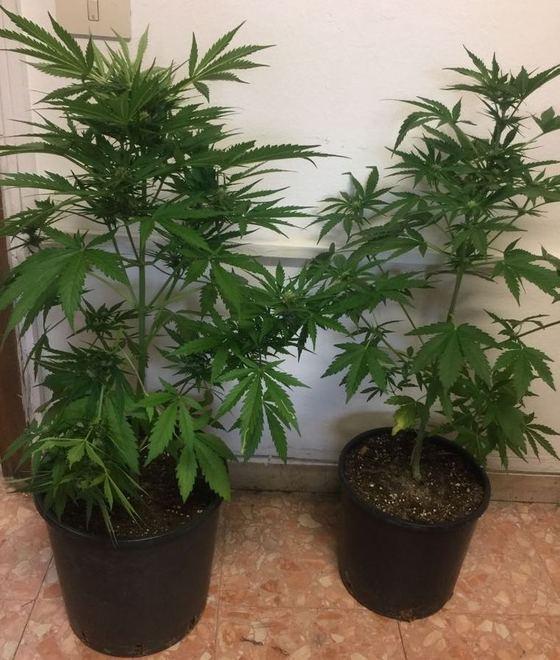 Coltiva marijuana in giardino nei guai un ventenne a Empoli