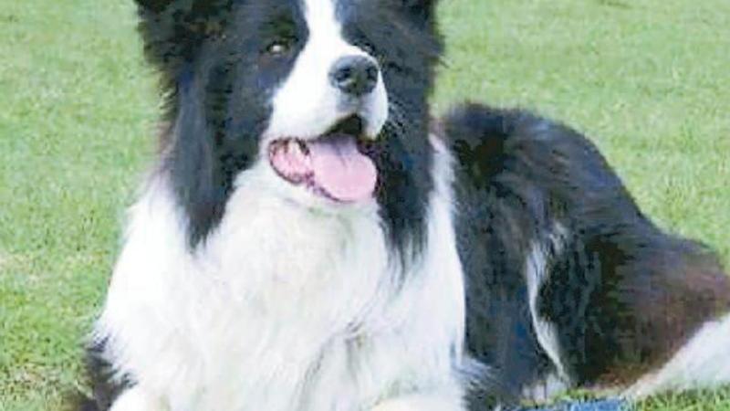 Cane ucciso da bocconi avvelenati