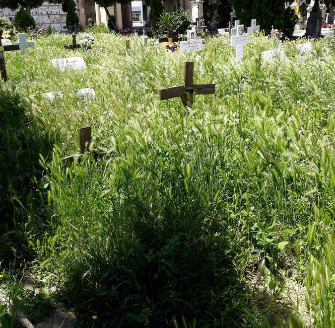 Croci e sepolture inghiottite dal verde (foto di Maria Sinatti)
