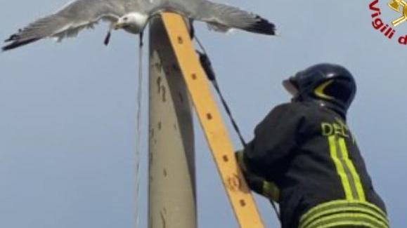 Legano una bandiera a un gabbiano Salvato in extremis