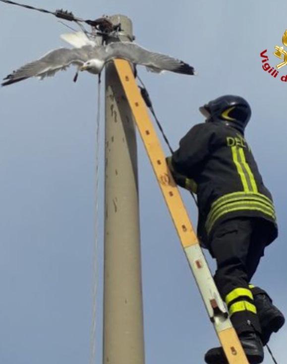 Legano una bandiera a un gabbiano Salvato in extremis 