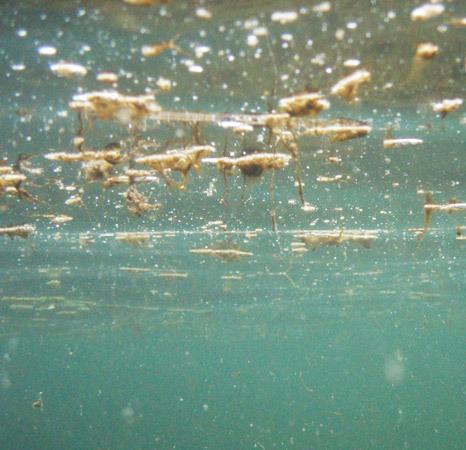 Ecco cos’è l’insidia che viene dai Tropici