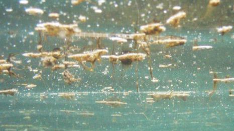 Ecco cos’è l’insidia che viene dai Tropici