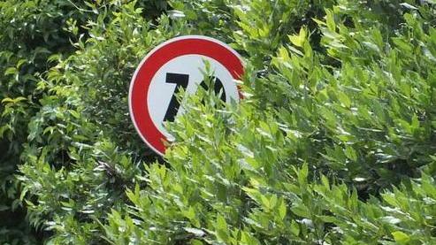 Segnaletica oscurata dalle piante