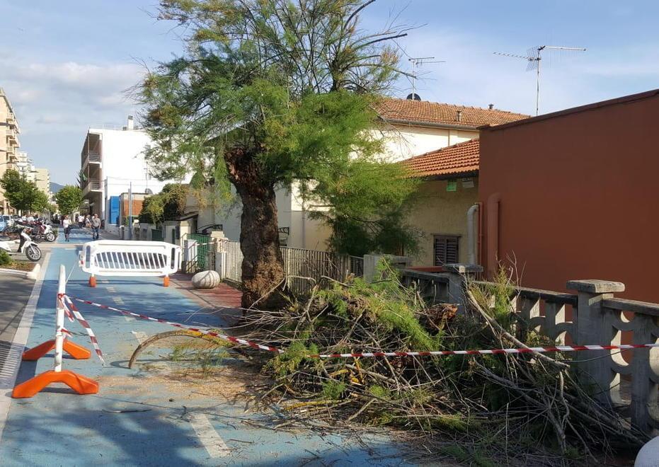 Tamerici malate: 54 saranno abbattute 