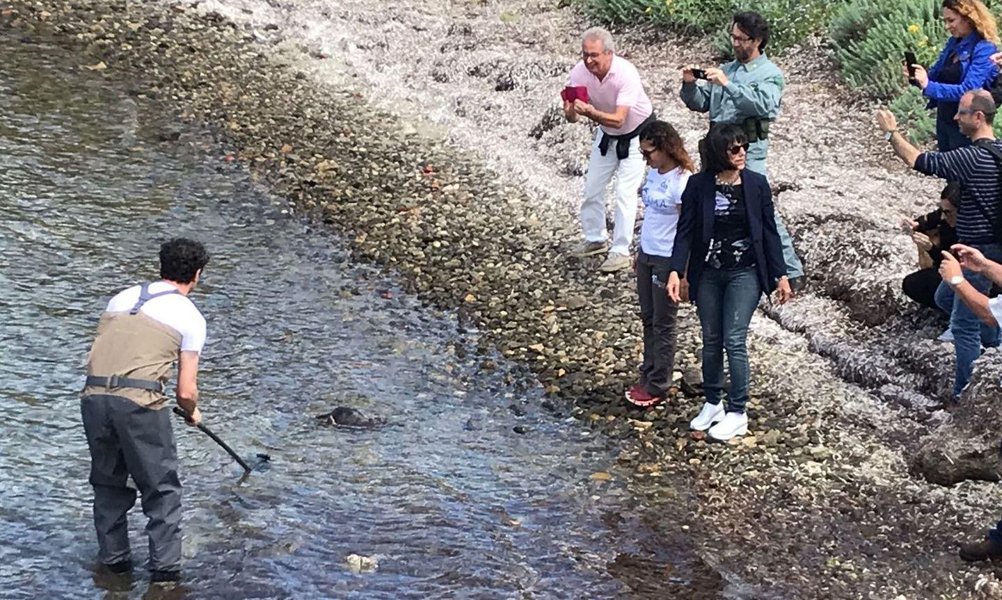 L’assessora Spano libera tartaruga