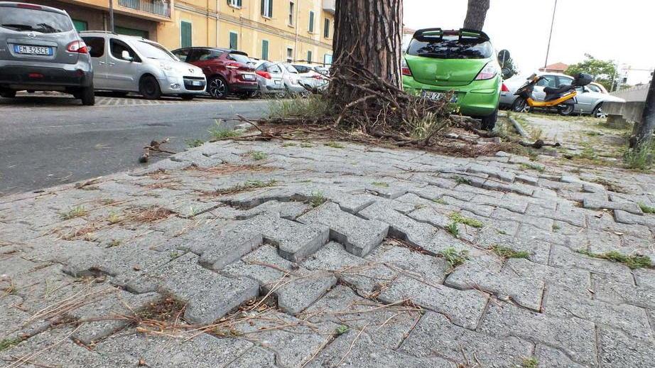 Marciapiedi “esplosi” per le radici