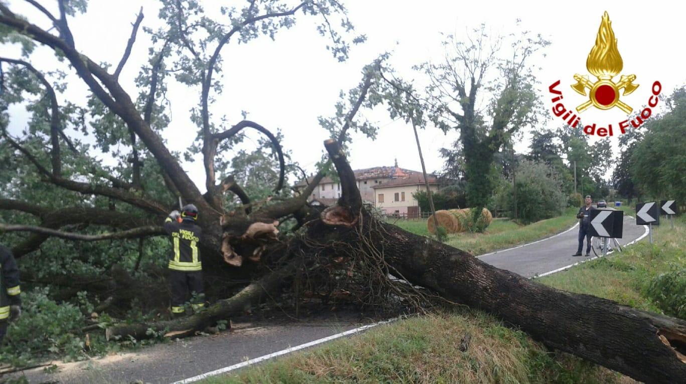 Grandinata sulla zona ceramiche, quercia si abbatte sulla strada