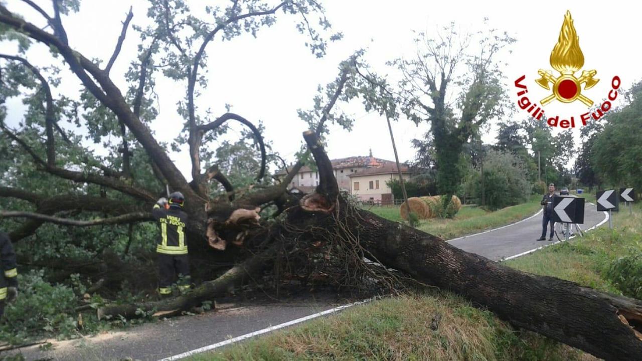 Grandinata sulla zona ceramiche, quercia si abbatte sulla strada