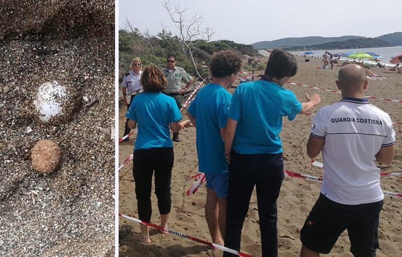 Mamma tartaruga depone le uova a Rimigliano, primo nido in Italia nel 2018 - Video