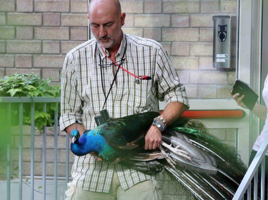 Finita l’avventura del pavone “rumoroso” 