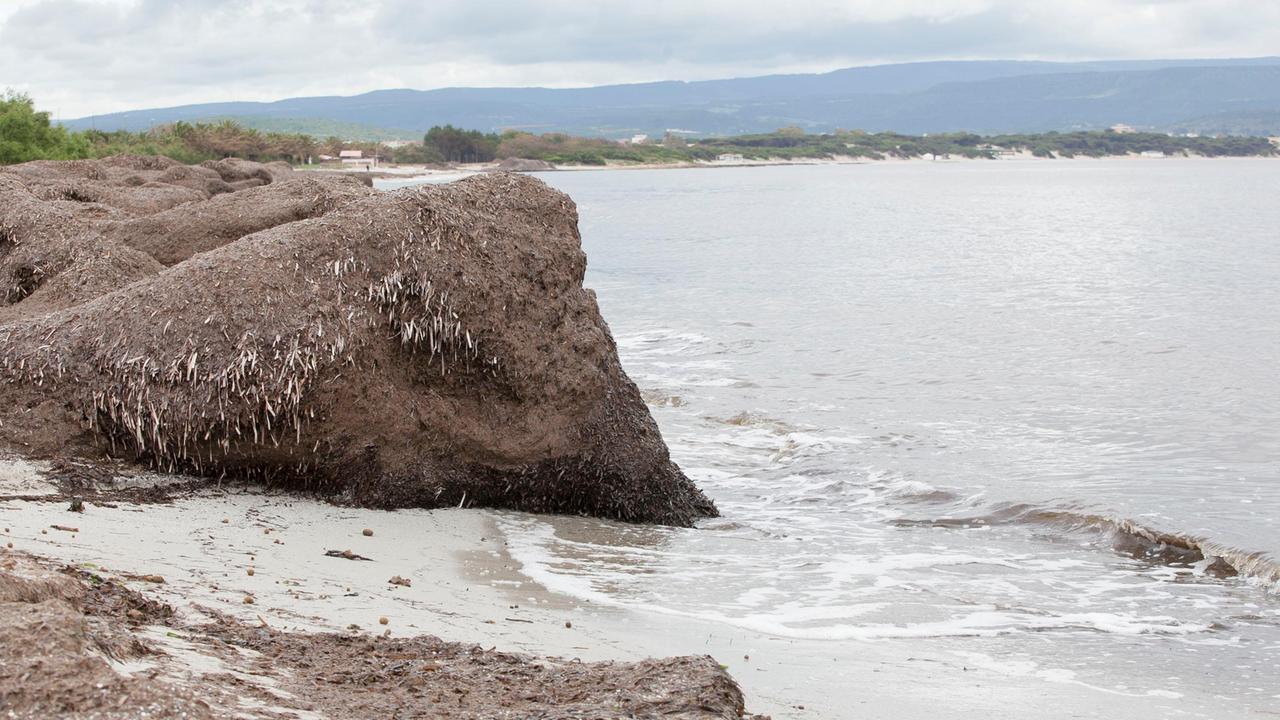 Alghero, posidonia spiaggiata: ci pensa il Comune