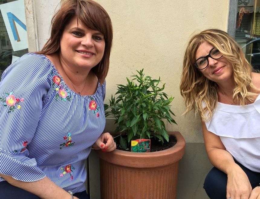 Abbellire corso Matteotti “adottando” una pianta