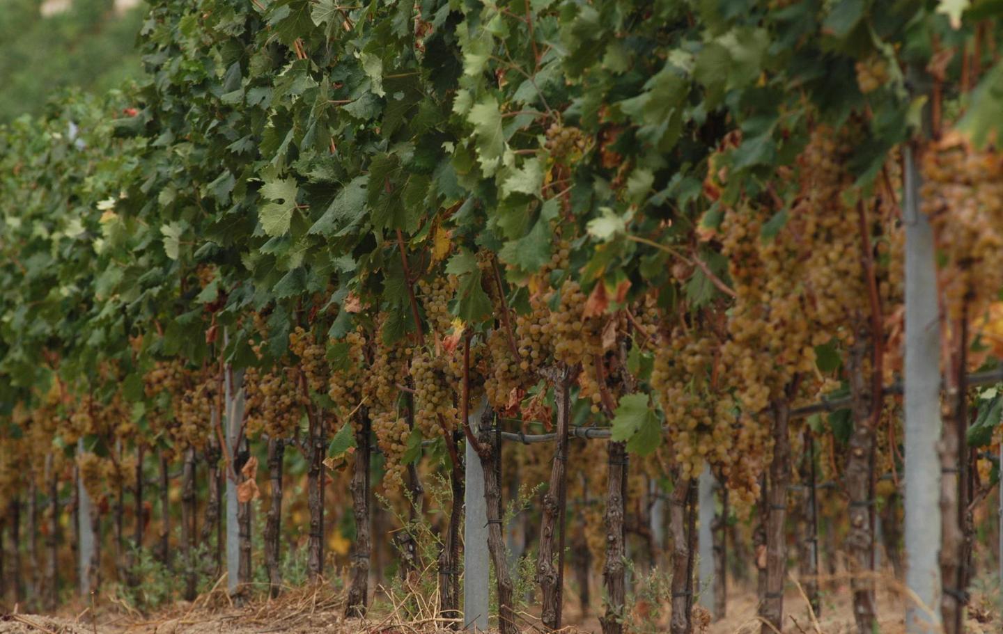 L’acqua nei vigneti, ci pensa il progetto Ga-Vino 