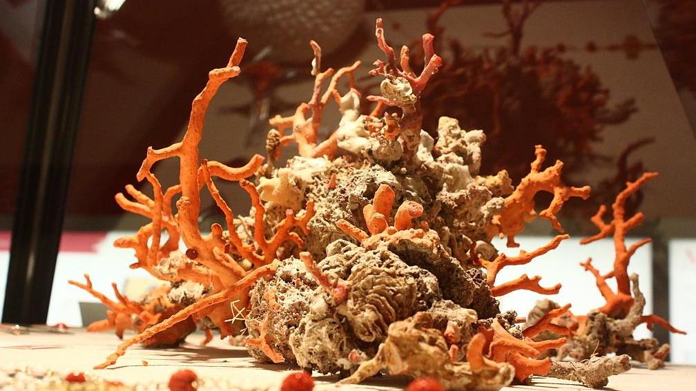 Il corallo e Alghero: l’intreccio di una città con il suo “oro rosso” 