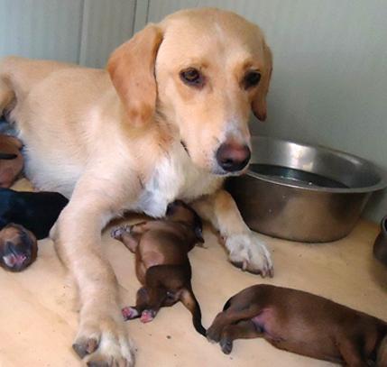 Anagrafe canina, oggi tre tappe per i veterinari