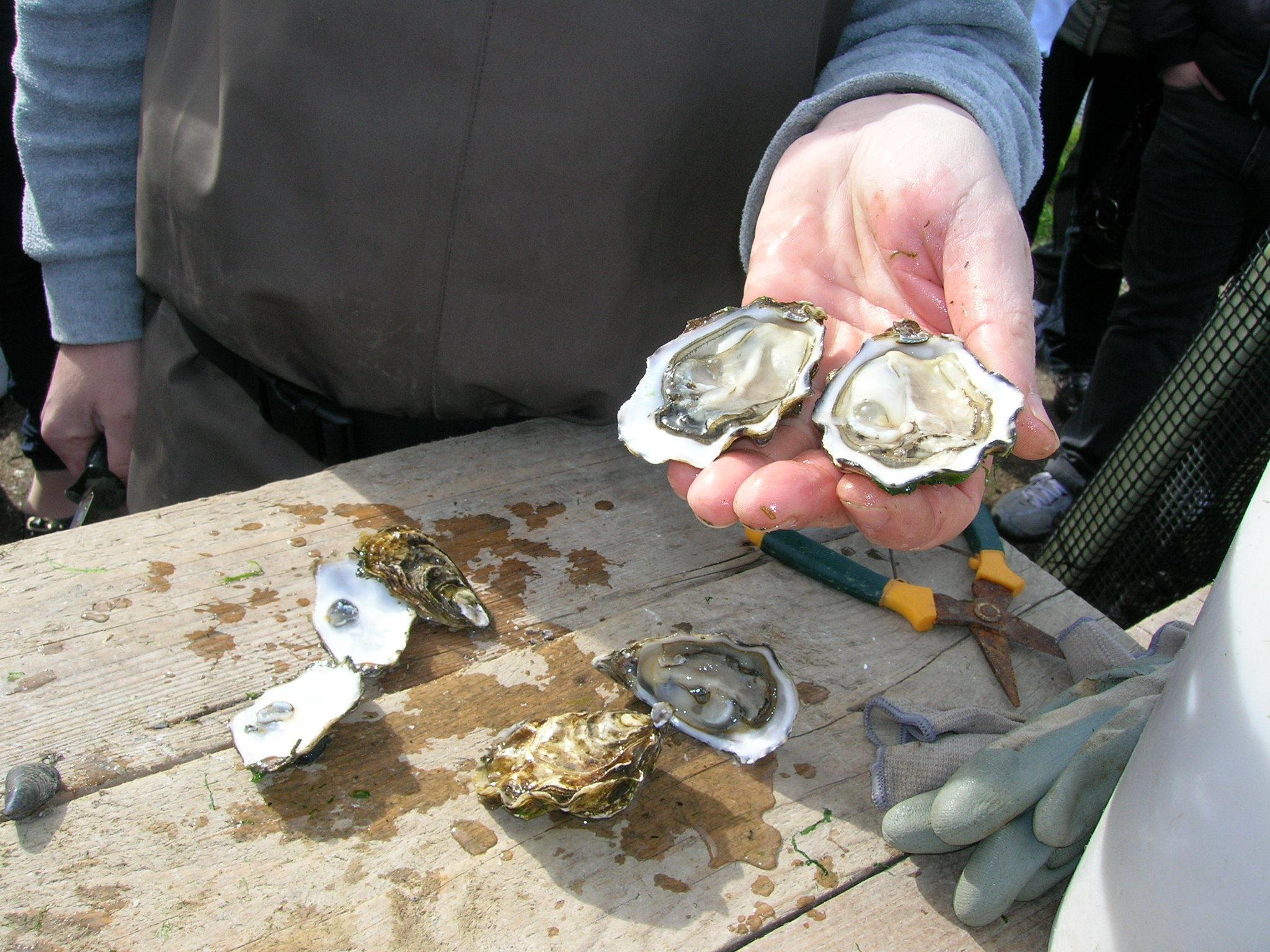 Le ostriche vengono allevate in diverse zone dell'isola