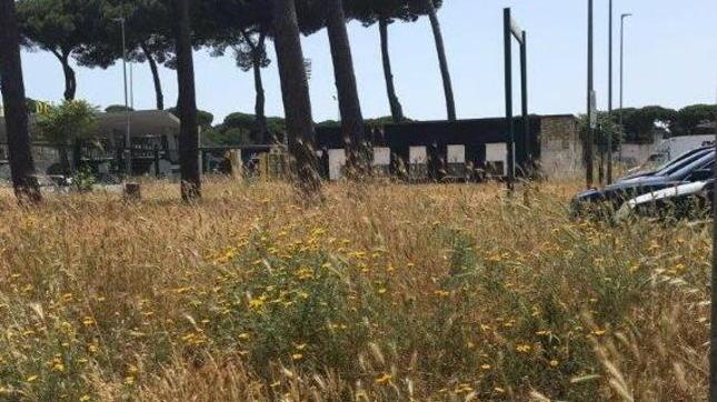 Erba più alta delle auto in sosta