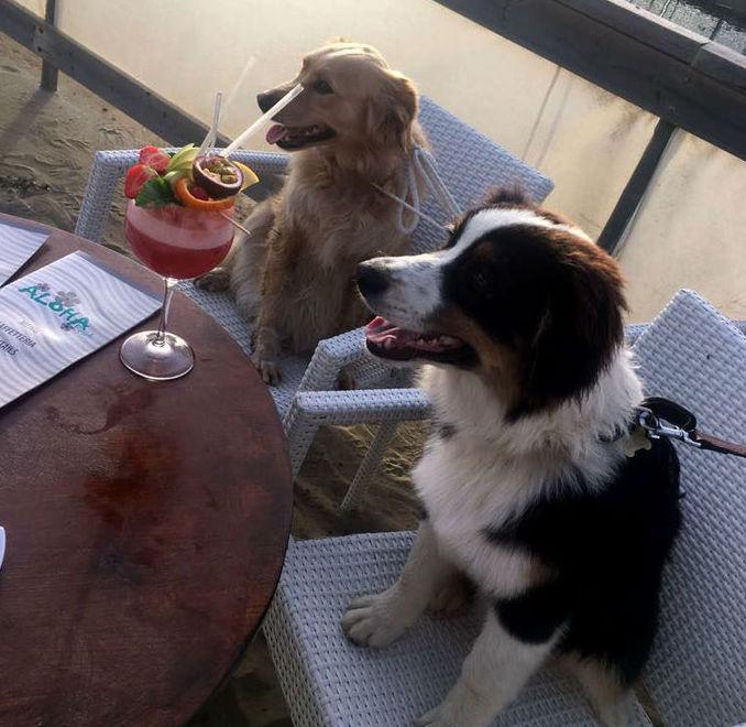 In spiaggia c’è l’aperitivo per Fido 