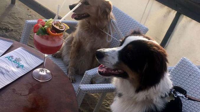 In spiaggia c’è l’aperitivo per Fido
