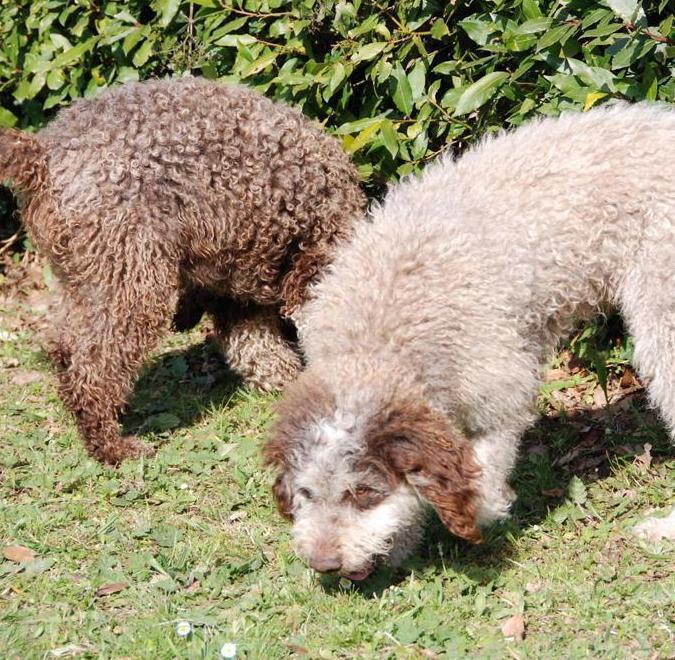 Anche il bastardino da tartufi è “patrimonio”