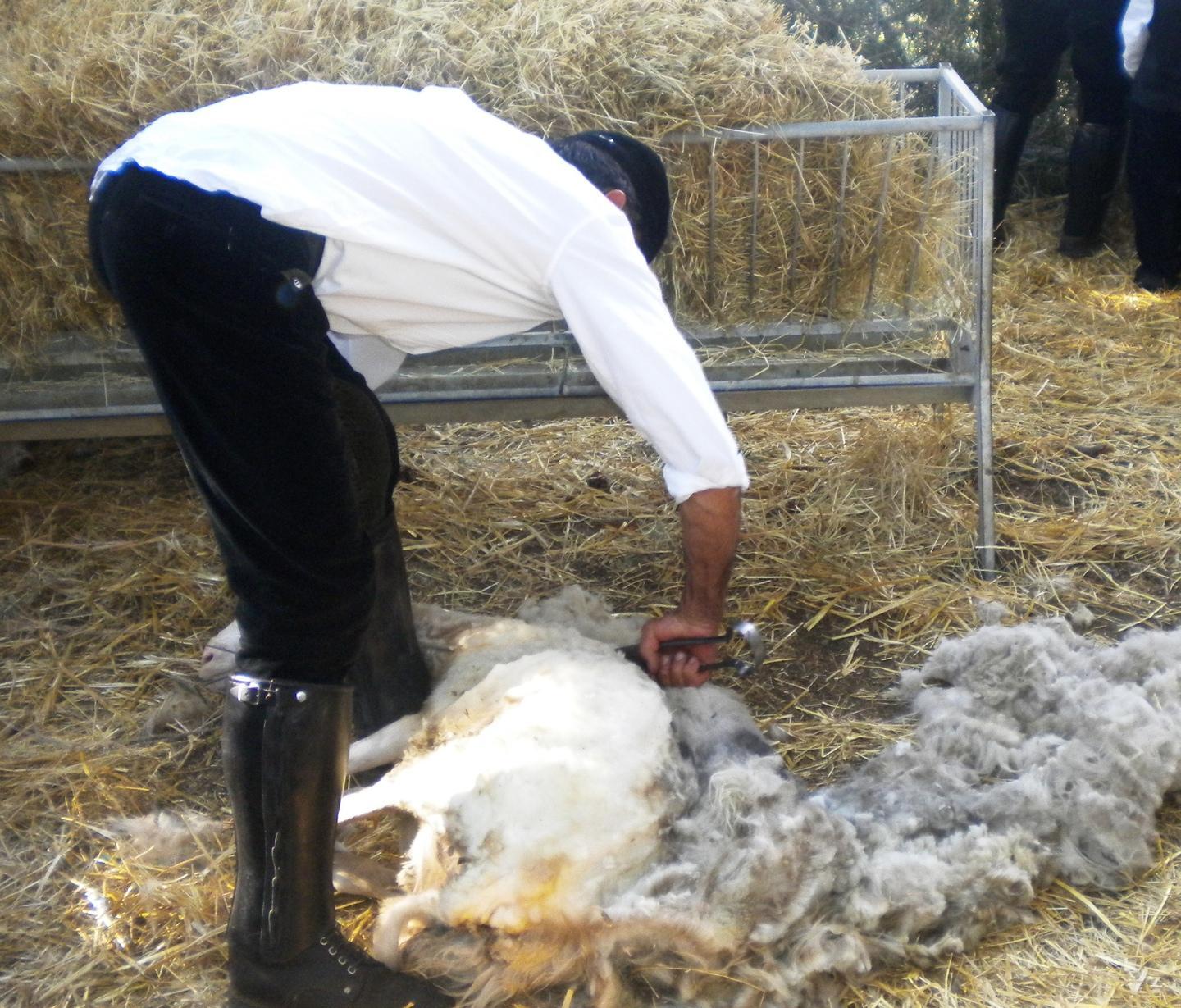 Ad Anela l’antica festa della tosatura 