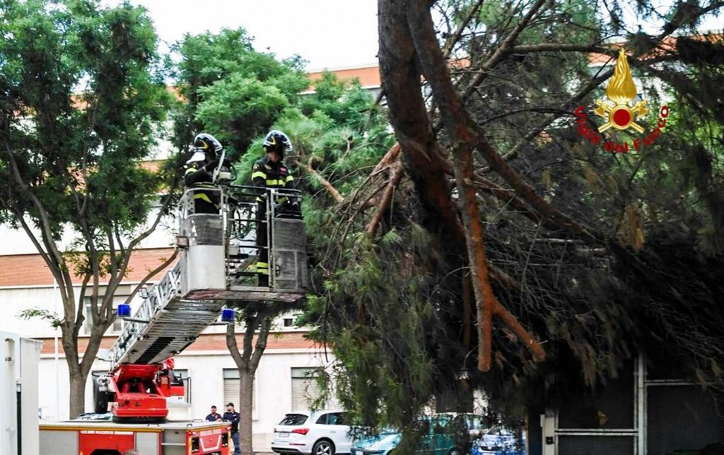 Crolla un ramo vicino alla questura, intervengono i vigili