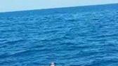 Benvenute tartarughe Costa pattugliata e nido “sotto scorta”