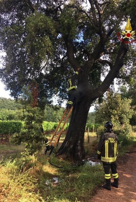 Saetta colpisce leccio secolare Intervengono i vigili del fuoco 