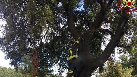 Saetta colpisce leccio secolare Intervengono i vigili del fuoco