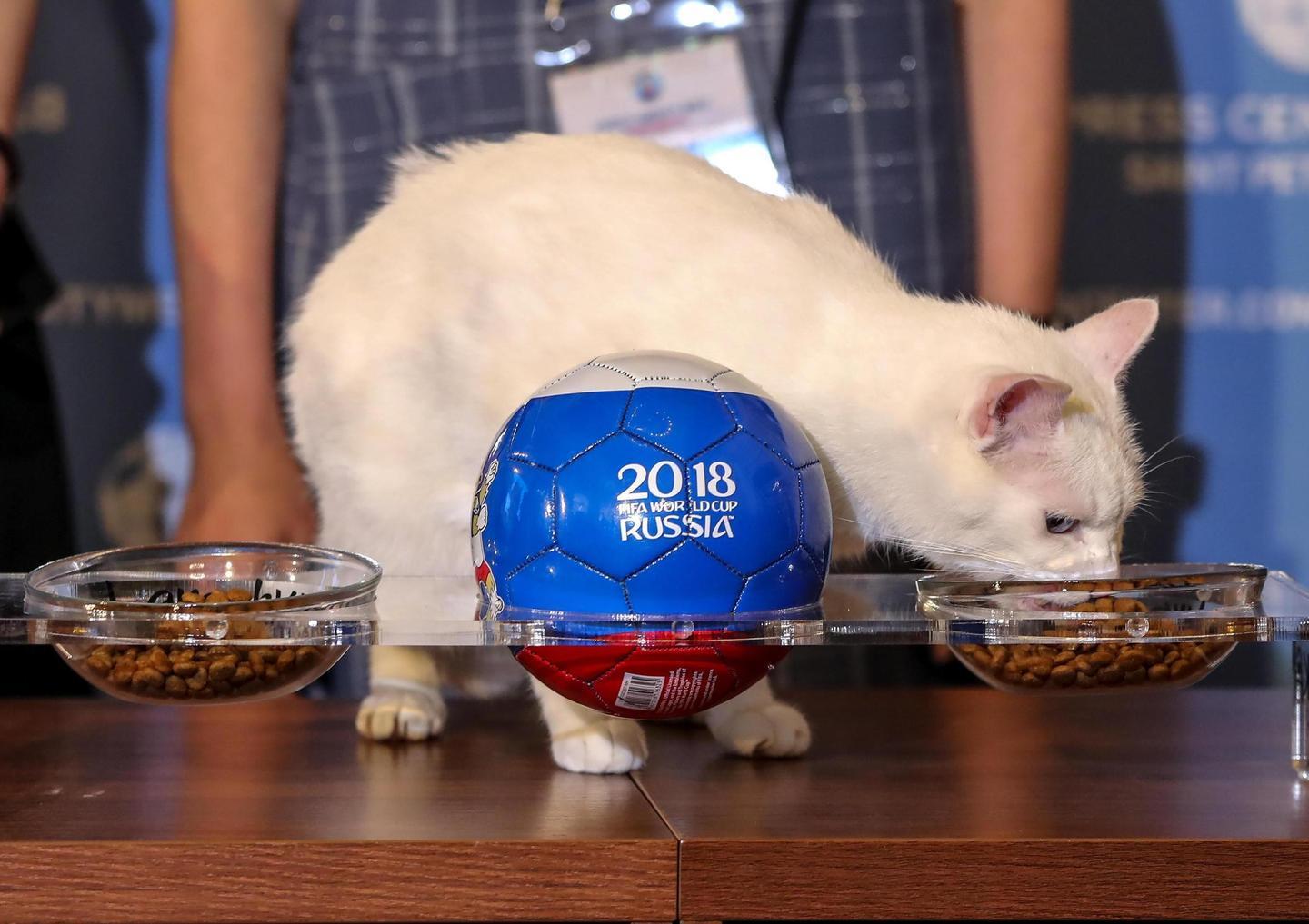 Dopo il polpo Paul il gatto Achille