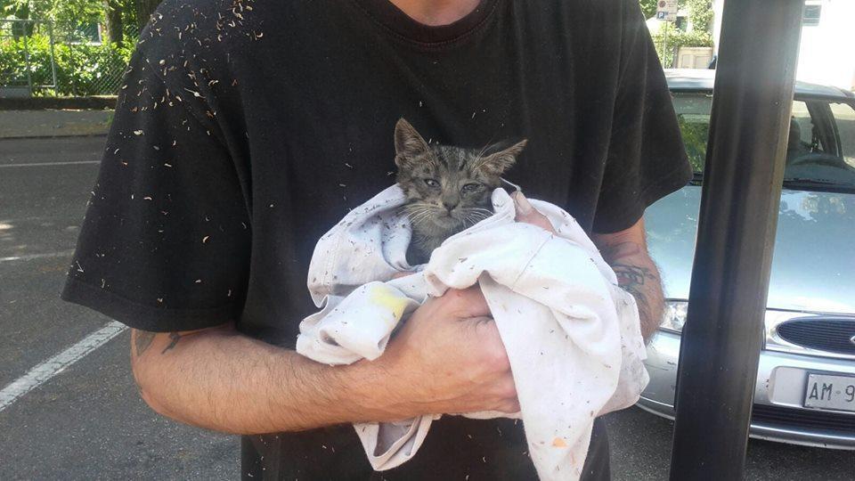 Soliera, salvato un gatto incastrato nel motore di un'auto 