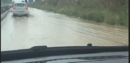 Aurelia allagata, traffico rallentato