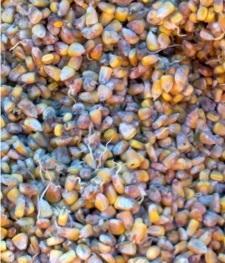 Il mais ammuffito e le patate italianizzate